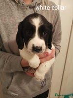 English Springer Spaniel dogs 🐶 Chunky Springer Spaniel Puppies 🏡 - Advert 1