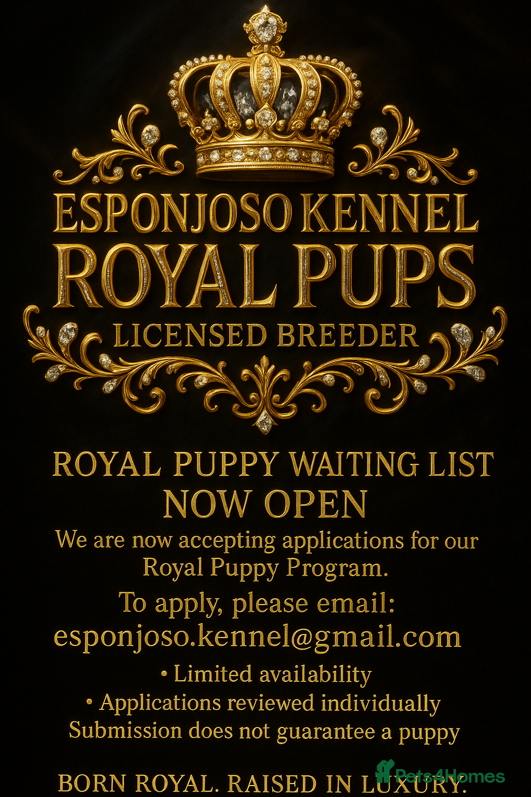 Maltipoo dogs for sale: 👑One in a Million Ultra Tiny F1 Asian Maltipoo👑 - Advert 4