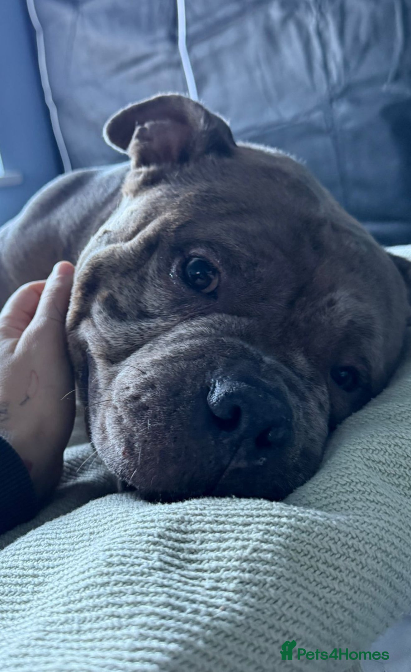 Shorty Bull dogs Pocket bully blue Merle boy  - Advert 13