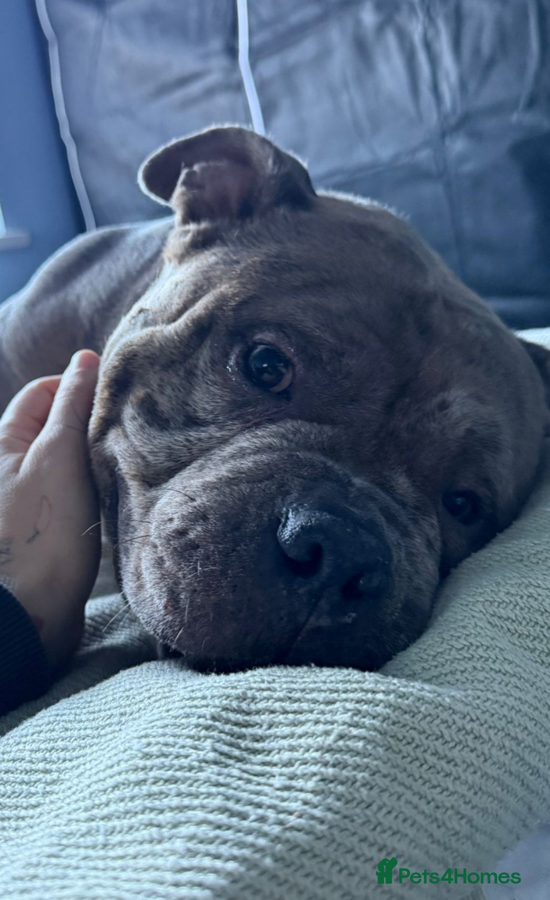 Shorty Bull dogs for adoption: Pocket bully blue Merle boy  - Advert 1