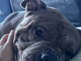 Shorty Bull dogs Pocket bully blue Merle boy - Advert 8