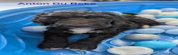 Sheepadoodle dogs for sale: F1b Sheepadoodles, ***READY TO GO 11th JULY*** - Advert 6