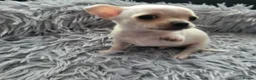 Chihuahua dogs for sale: 5 beautiful smooth coat chihuahuas - Advert 14