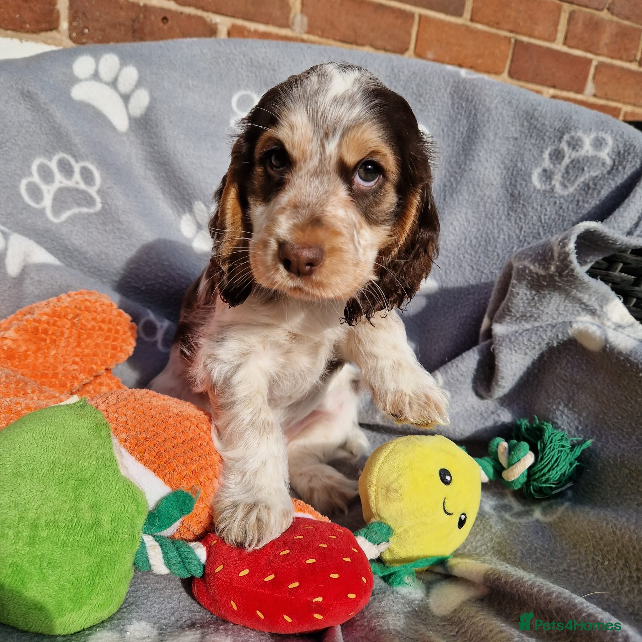 Cocker Spaniel dogs READY NOW 🔥 KC Reg. Show tipe Cocker Spaniel  - Advert 5