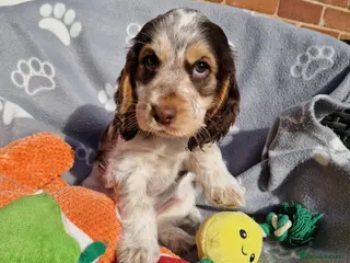 Cocker Spaniel dogs READY NOW 🔥 KC Reg. Show tipe Cocker Spaniel - Advert 5