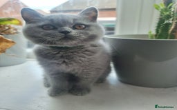 British Shorthair cats for sale: TOP💗 Quality British Shorthair 😻Kittens💋 - Image 6