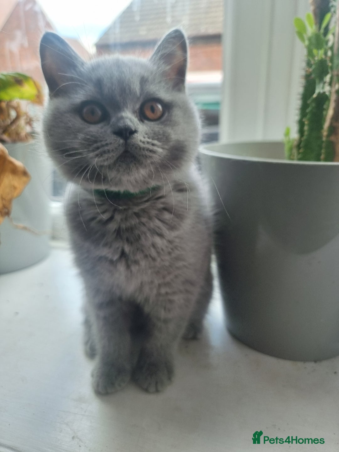 British Shorthair cats for sale: TOP💗 Quality British Shorthair 😻Kittens💋 - Image 6