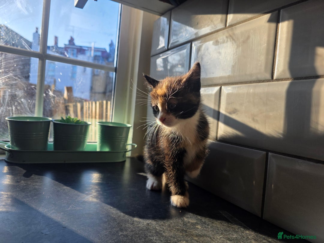 European cats for sale: Beautiful Ginger Male & Female Kittens  - Advert 2