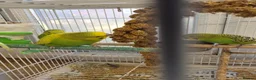 Budgerigars birds for sale: Baby Budgies - Advert 6