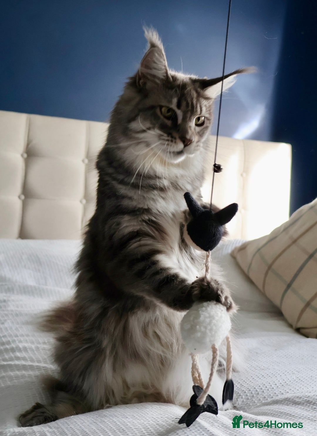 Maine Coon cats for sale: ***High Silver Shaded Kittens*** - Image 9