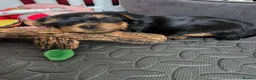 Yorkshire Terrier dogs for sale: Aurelija  - Advert 12