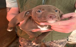 Lurcher dogs for sale: Lurcher pup - Image 2