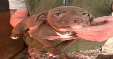 Lurcher dogs - Advert 26