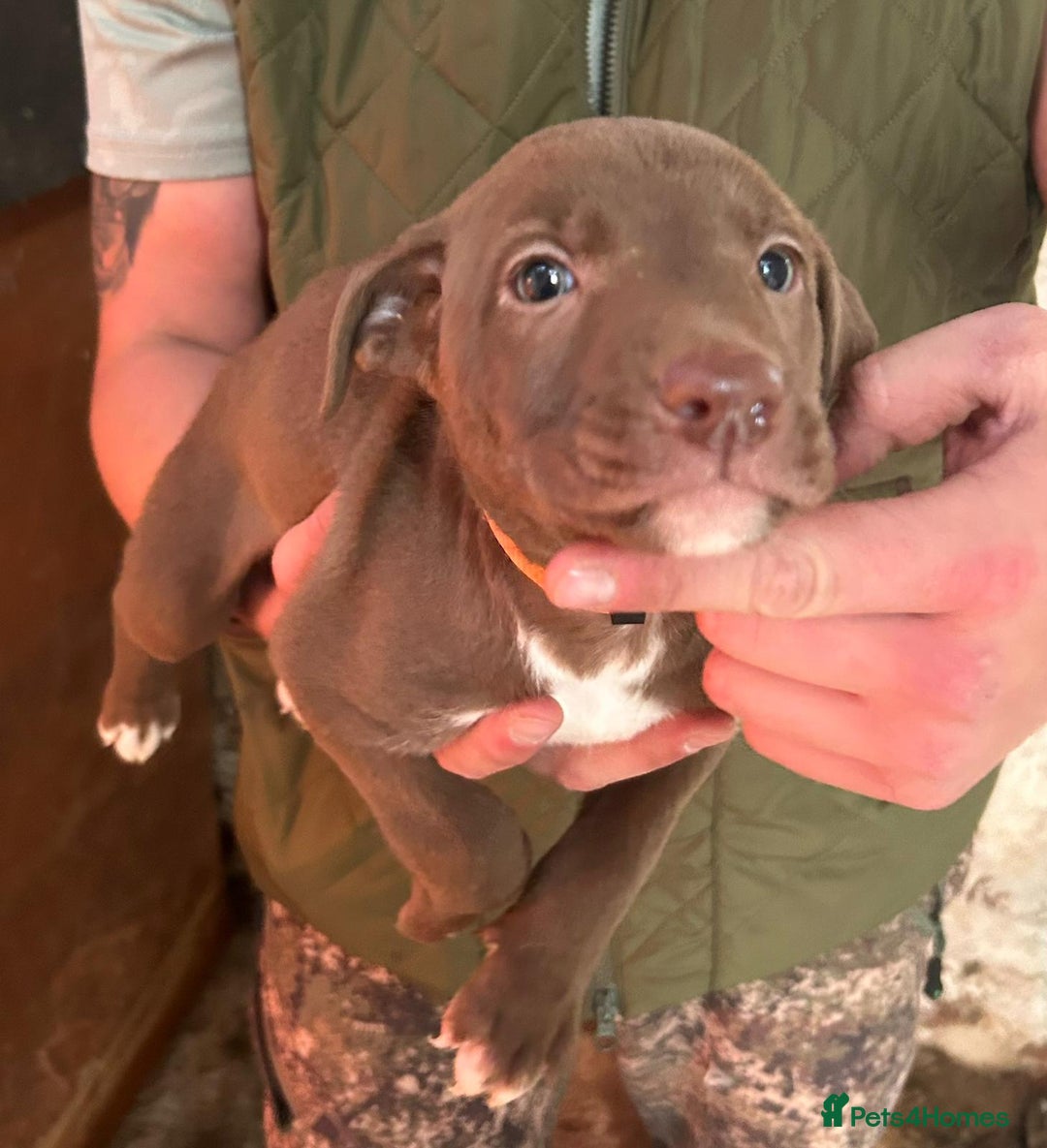 Lurcher dogs for sale: Lurcher pup - Image 2