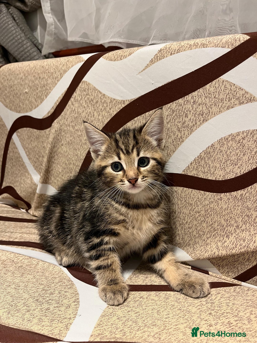 American Shorthair cats for sale: Shorthair Kittens Ready for loving homes  - Advert 4
