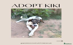 Mixed Breed dogs for sale: Mixed breed - Image 15
