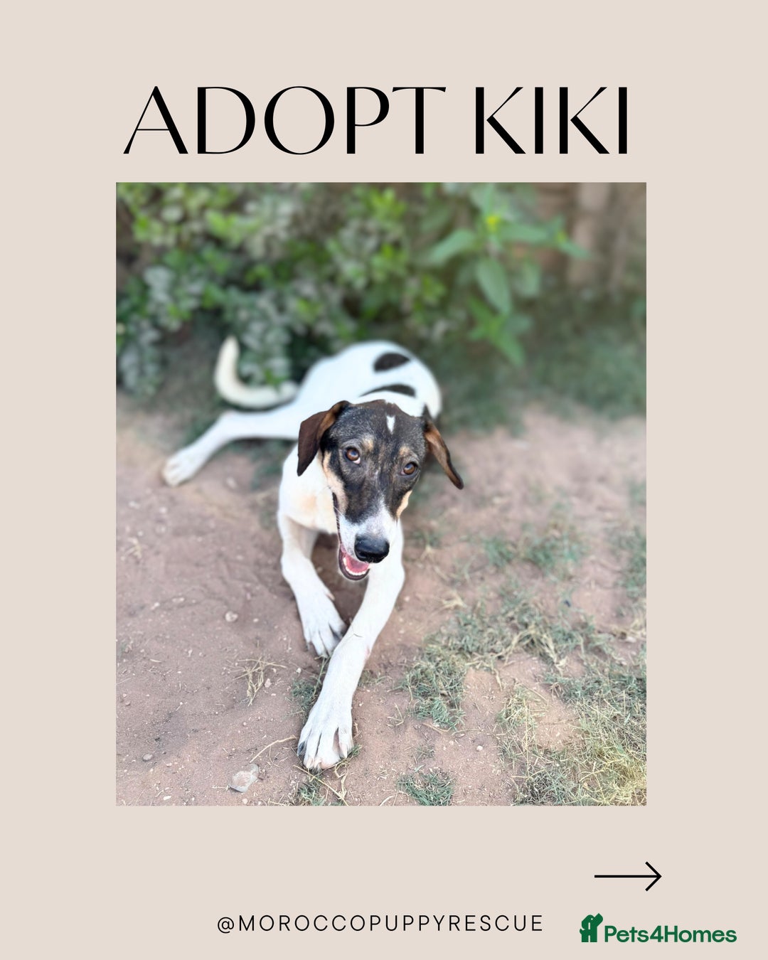 Mixed Breed dogs for sale: Mixed breed - Image 15