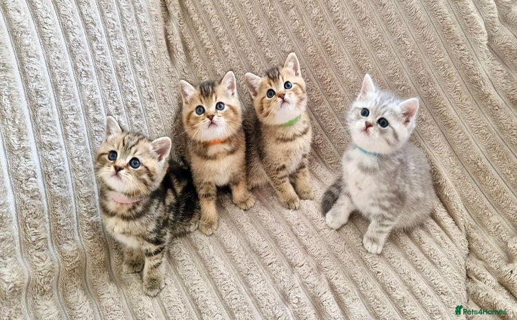 British Shorthair cats - Advert 13