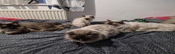 Ragdoll cats for sale: Seal Point Ragdoll – Boy Looking for a Loving Home - Advert 12