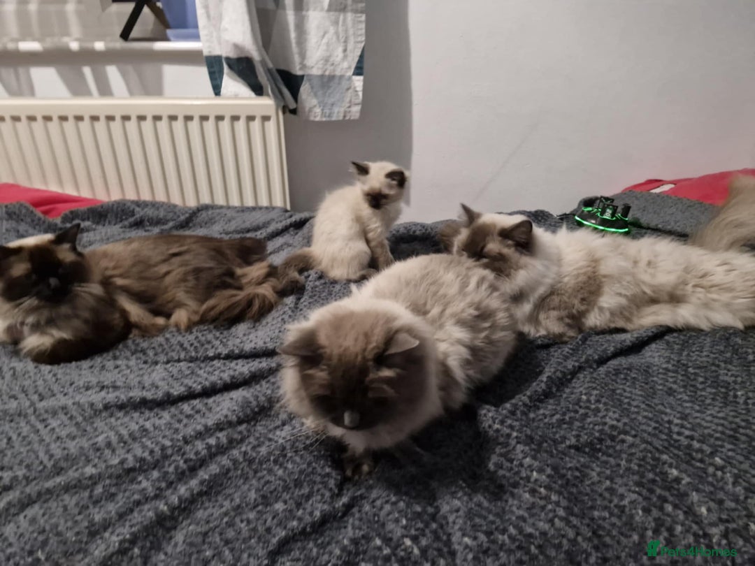 Ragdoll cats for sale: Seal Point Ragdoll – Boy Looking for a Loving Home - Advert 12
