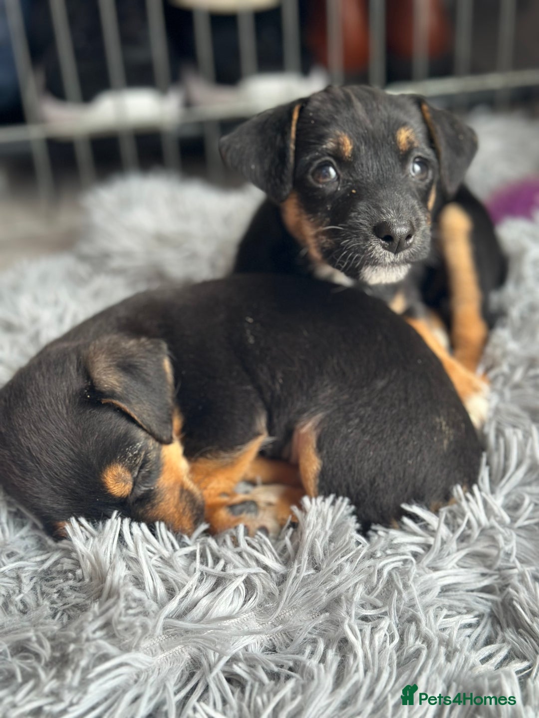 Jack Russell dogs for sale: Traditional pure jackrussell puppies  - Image 4