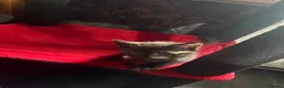 Mixed Breed cats for sale: 2 kittens for rehome  in Stoke-on-Trent - Advert 11