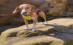 Mixed Breed dogs for adoption: Sweet Kody is ready for his forever sofa - Image 3