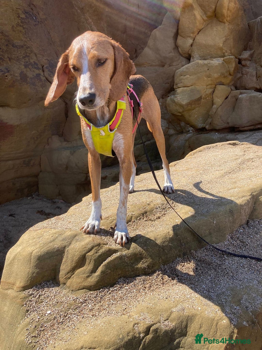 Mixed Breed dogs for adoption: Sweet Kody is ready for his forever sofa - Image 3