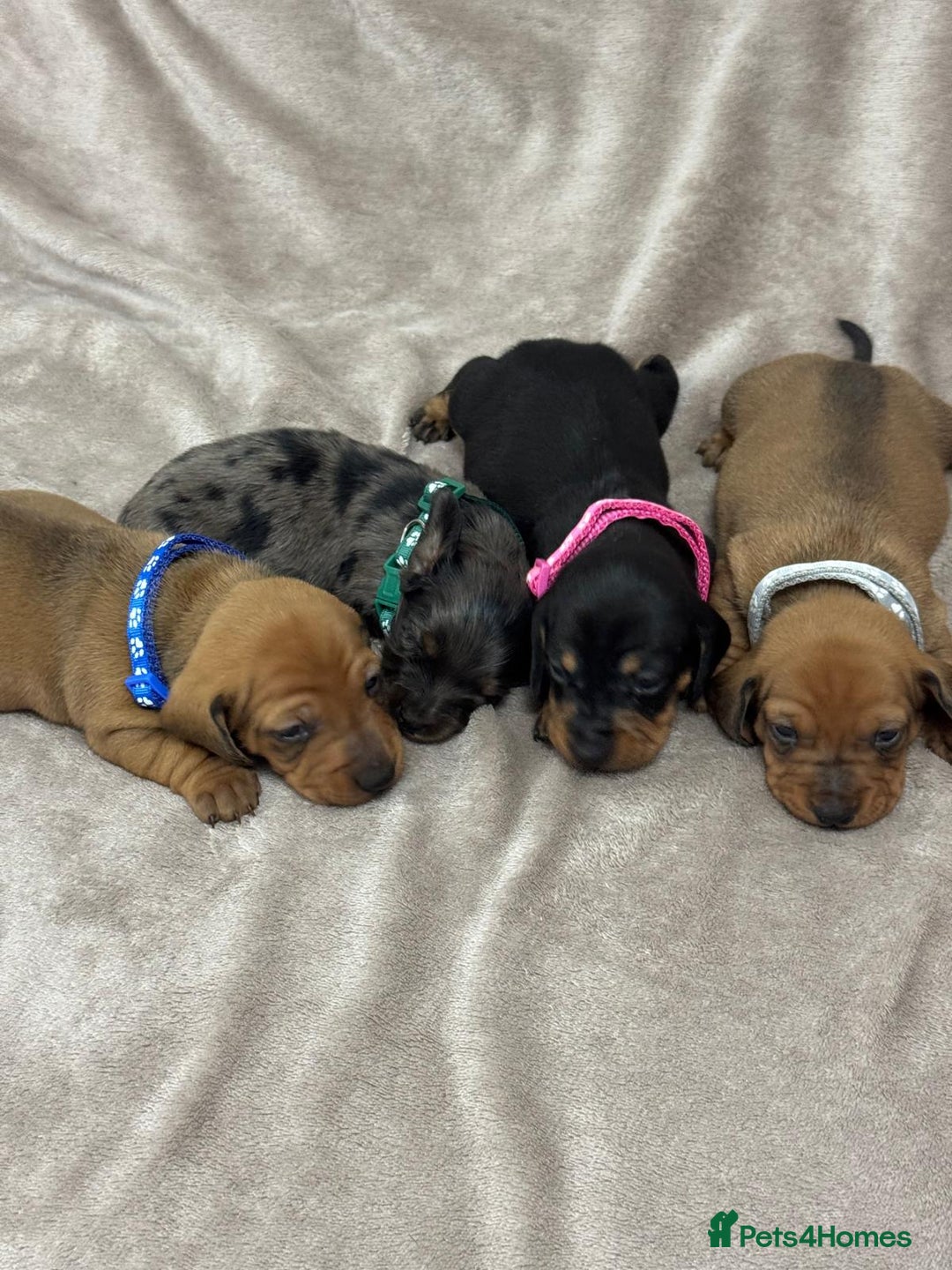 Miniature Dachshund dogs for sale: Beautiful miniature dachshund litter - Advert 5