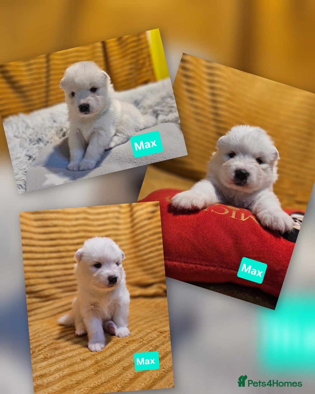 Samoyed dogs for sale: Beautiful Samoyed Puppies! ✨* - Image 3