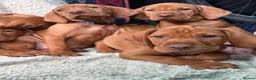 Hungarian Vizsla dogs for sale: 🐶Adorable KC Hungarian Vizsla Puppies 💗🩵 - Advert 8