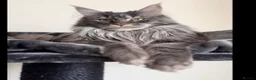 Maine Coon cats for sale: TICA REGISTERED Maine Coon boys! £1250 - Advert 6