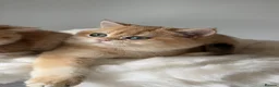 British Longhair cats for sale: British Shorthair or Longhair Godlen kittens  - Advert 31