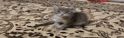 Maine Coon cats for sale: Maine Coon Kitten ready - Advert 12