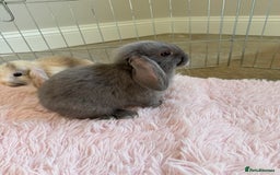 Mini Lop rabbits for sale: Friendly mini lop babies ready 14 August - Image 25
