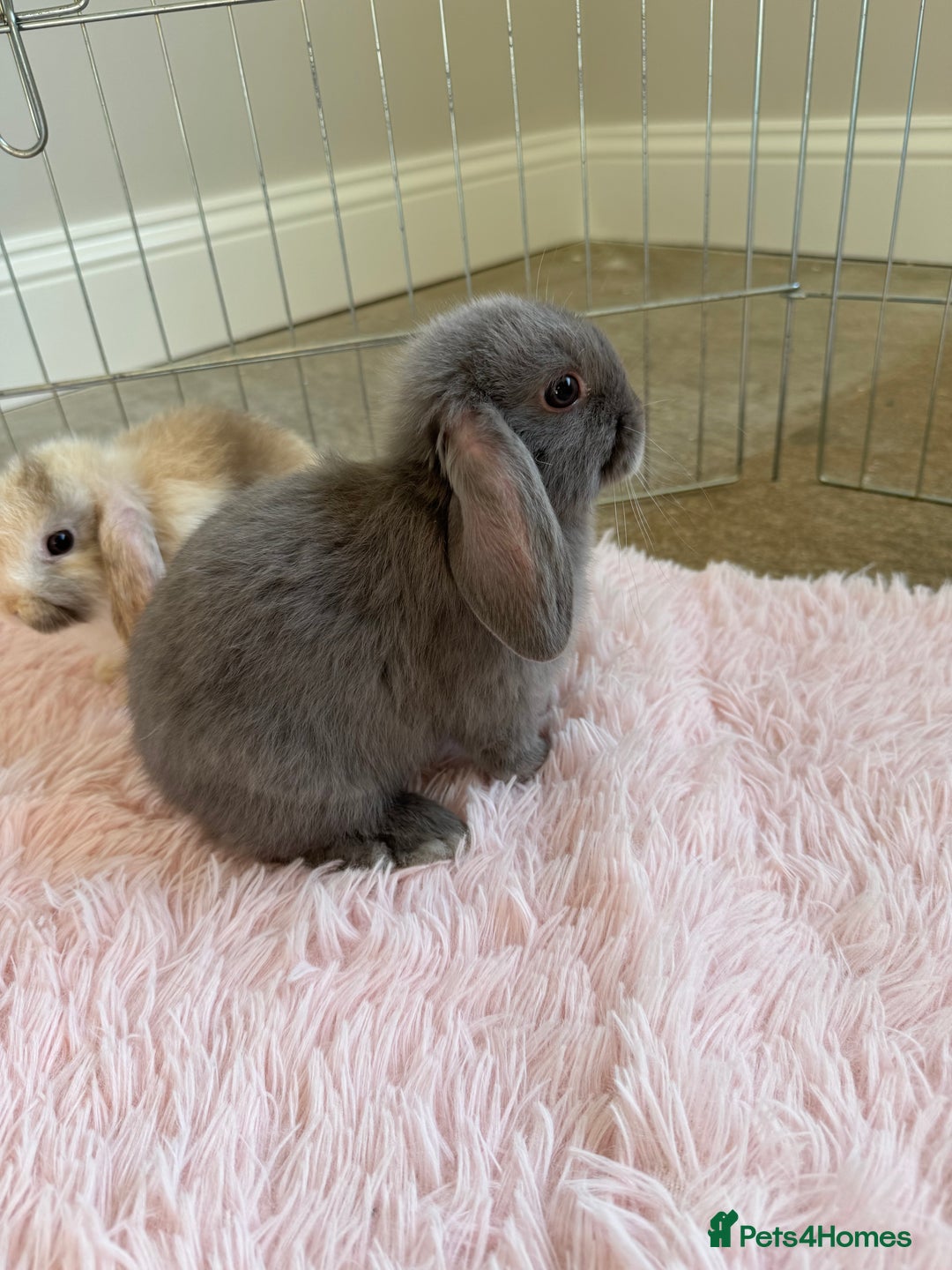 Mini Lop rabbits for sale: Friendly mini lop babies ready 14 August - Image 25