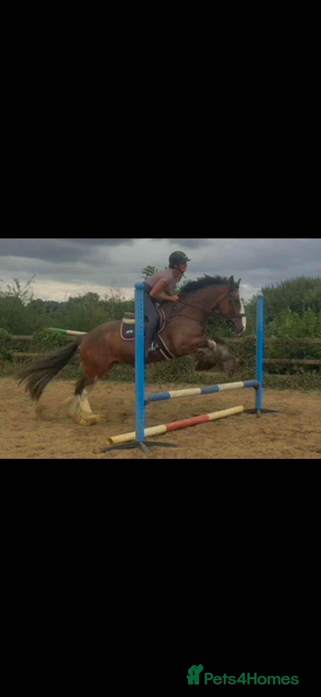 Irish Cob horses for sale: Liam the super cob - Image 2