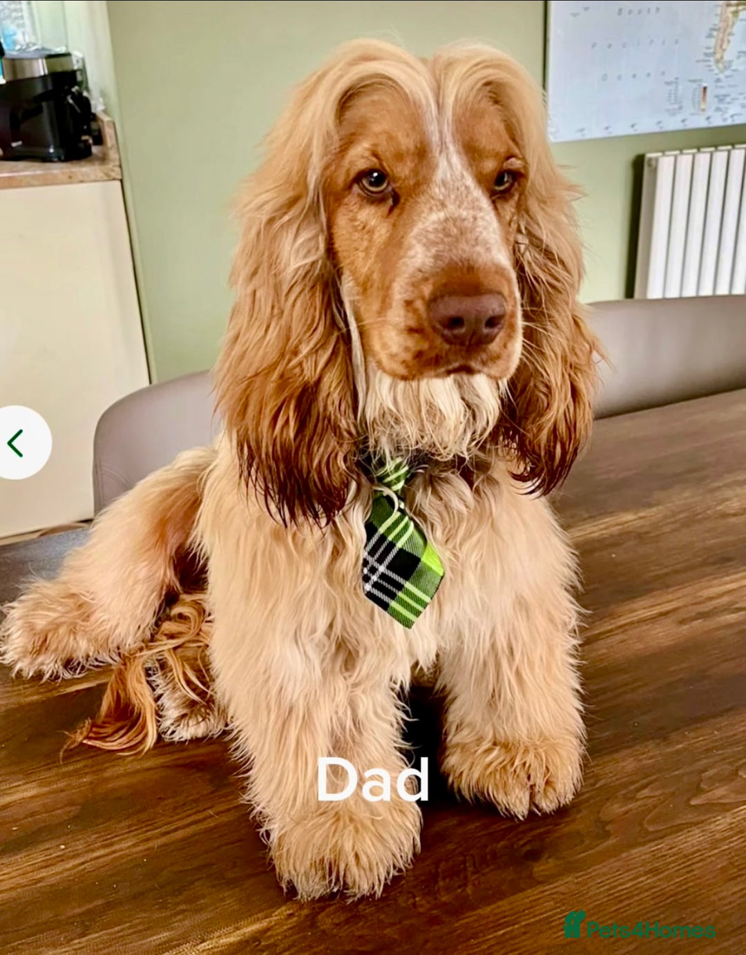 Cocker Spaniel dogs for sale: 4⭐️Licensed KC Reg English Show Cocker Spaniel - Image 10