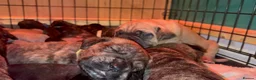 Cane Corso dogs for sale: Beautiful cane corso puppies BORN 30/09/26 - Advert 5
