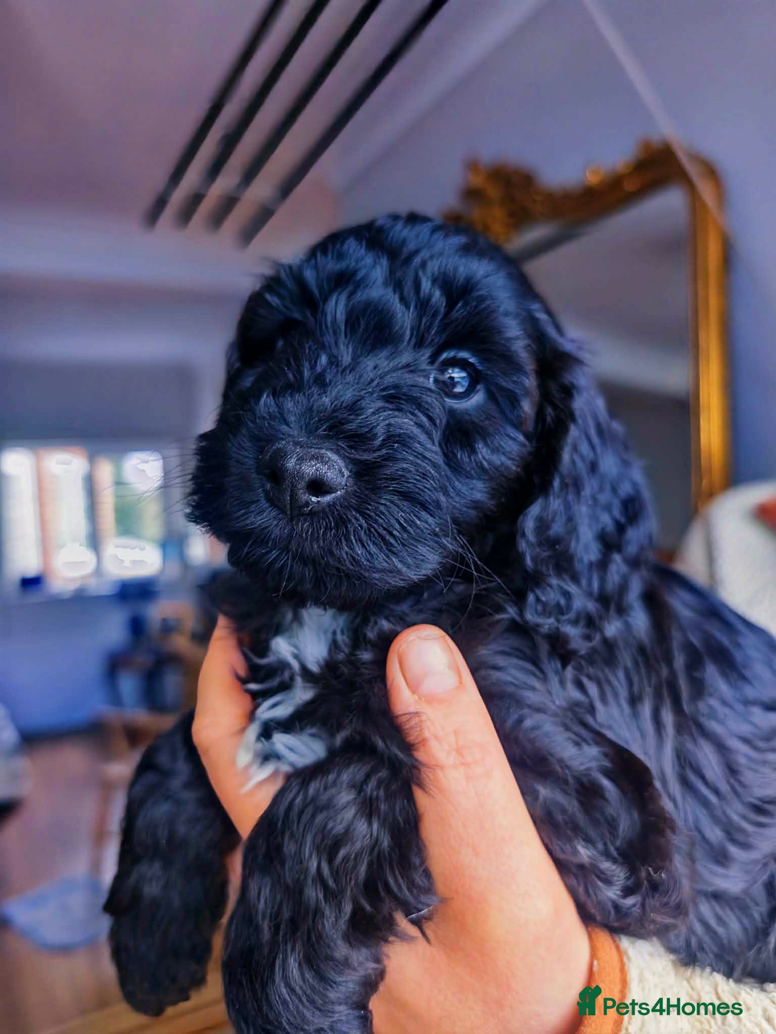 Cockapoo dogs Beutiful f1b cockerpoo pups in Harrogate - Advert 3