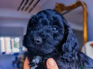 Cockapoo dogs Beutiful f1b cockerpoo pups in Harrogate - Advert 17