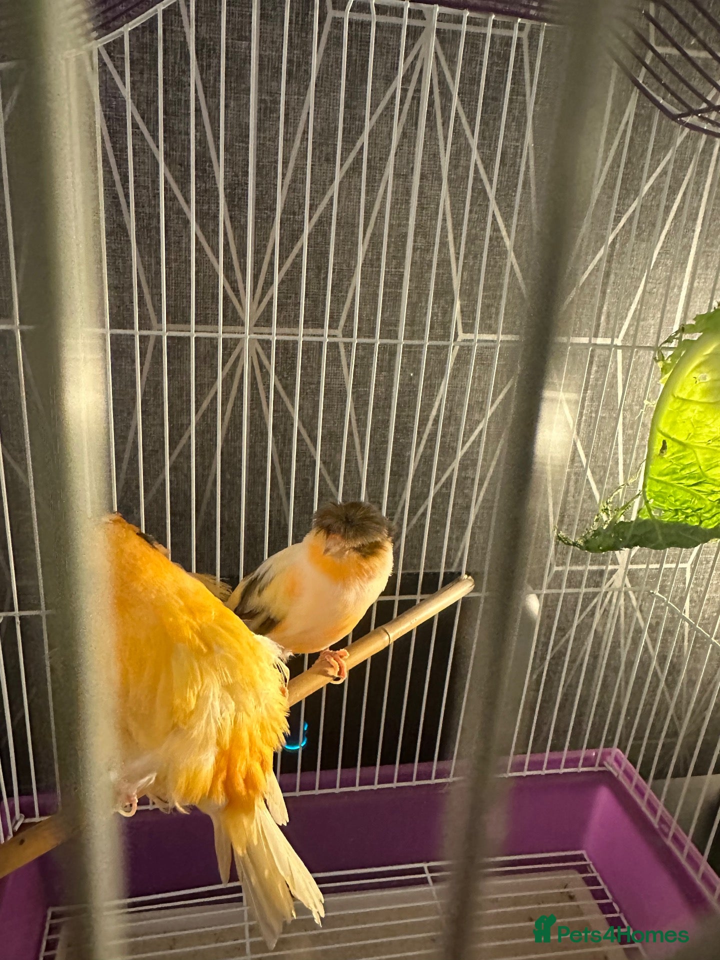 Canaries birds for sale: Pair of Crested Stafford Canaries  - Advert 2