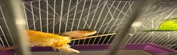 Canaries birds for sale: Pair of Crested Stafford Canaries  - Advert 2