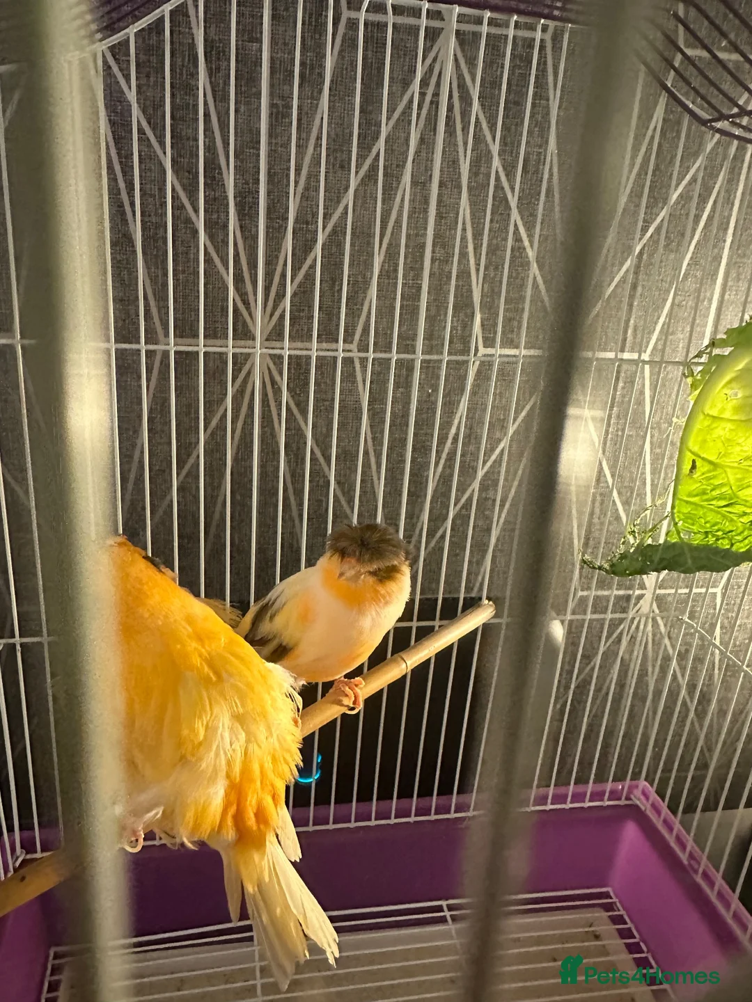 Canaries birds for sale: Pair of Crested Stafford Canaries  - Advert 2