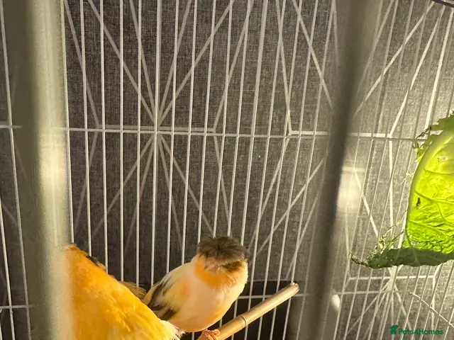 Canaries birds for sale: Pair of Crested Stafford Canaries - Advert 2