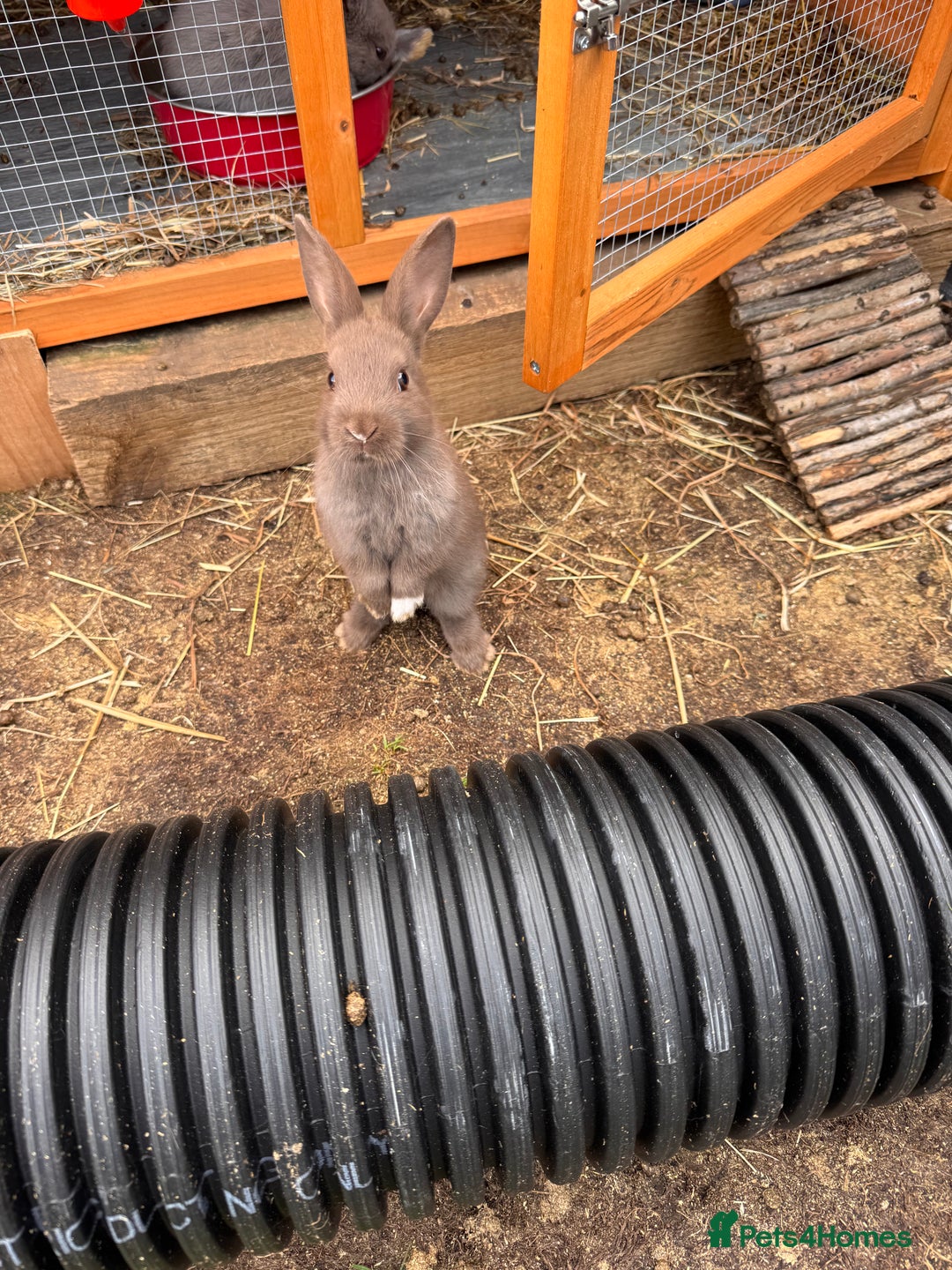 Mixed Breed rabbits for sale: mixed breed baby bunnies  - Image 6