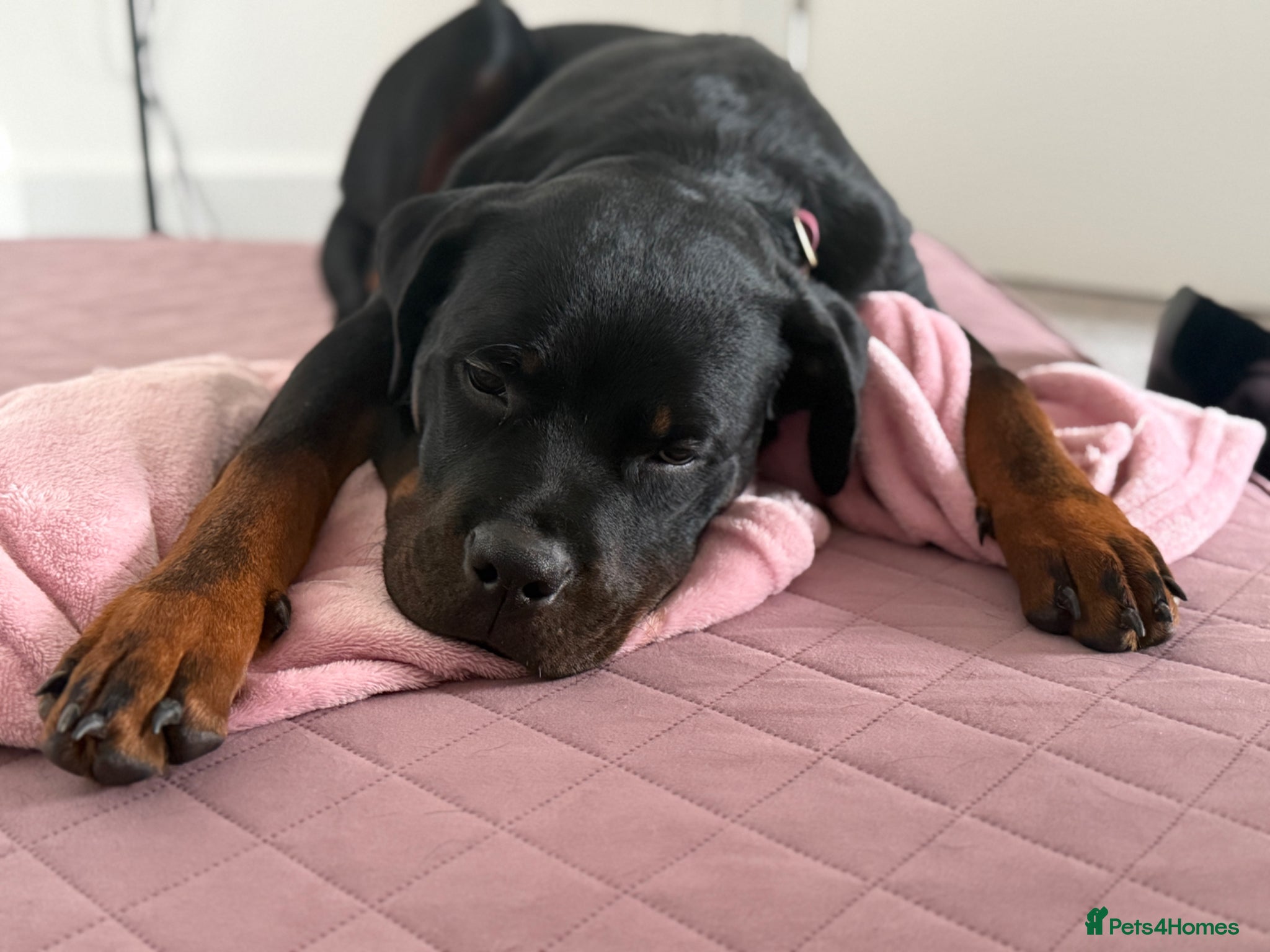 Rottweiler dogs Freya 7 months Rottweiler - Advert 18