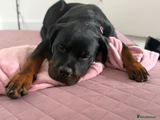 Rottweiler dogs Freya 7 months Rottweiler - Advert 18