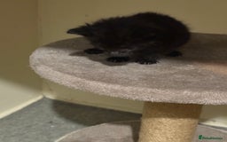 Bombay cats for sale: 2 male kittens for sale  - Image 4