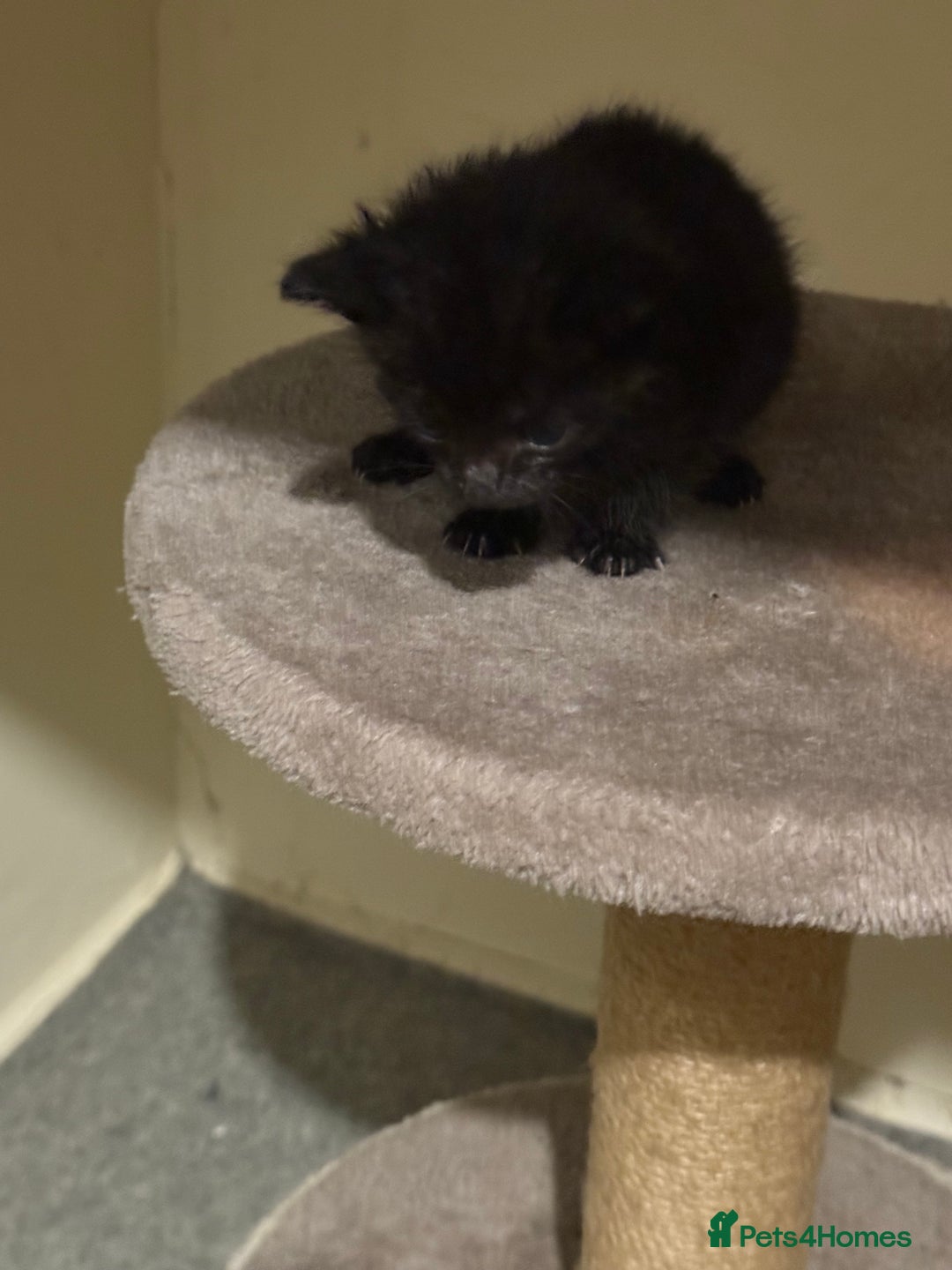 Bombay cats for sale: 2 male kittens for sale  - Image 4